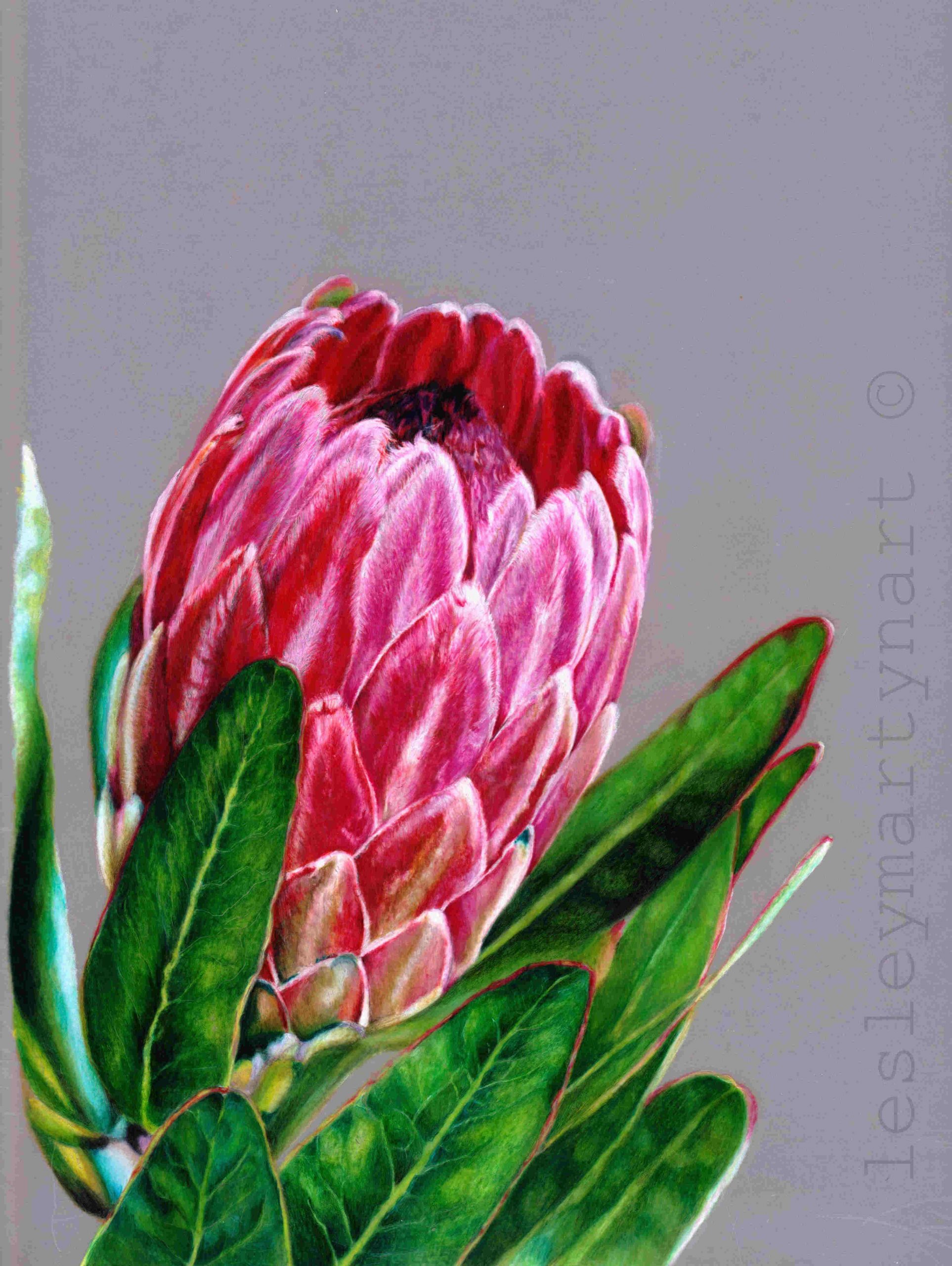 Lesley Martyn art of protea plant 