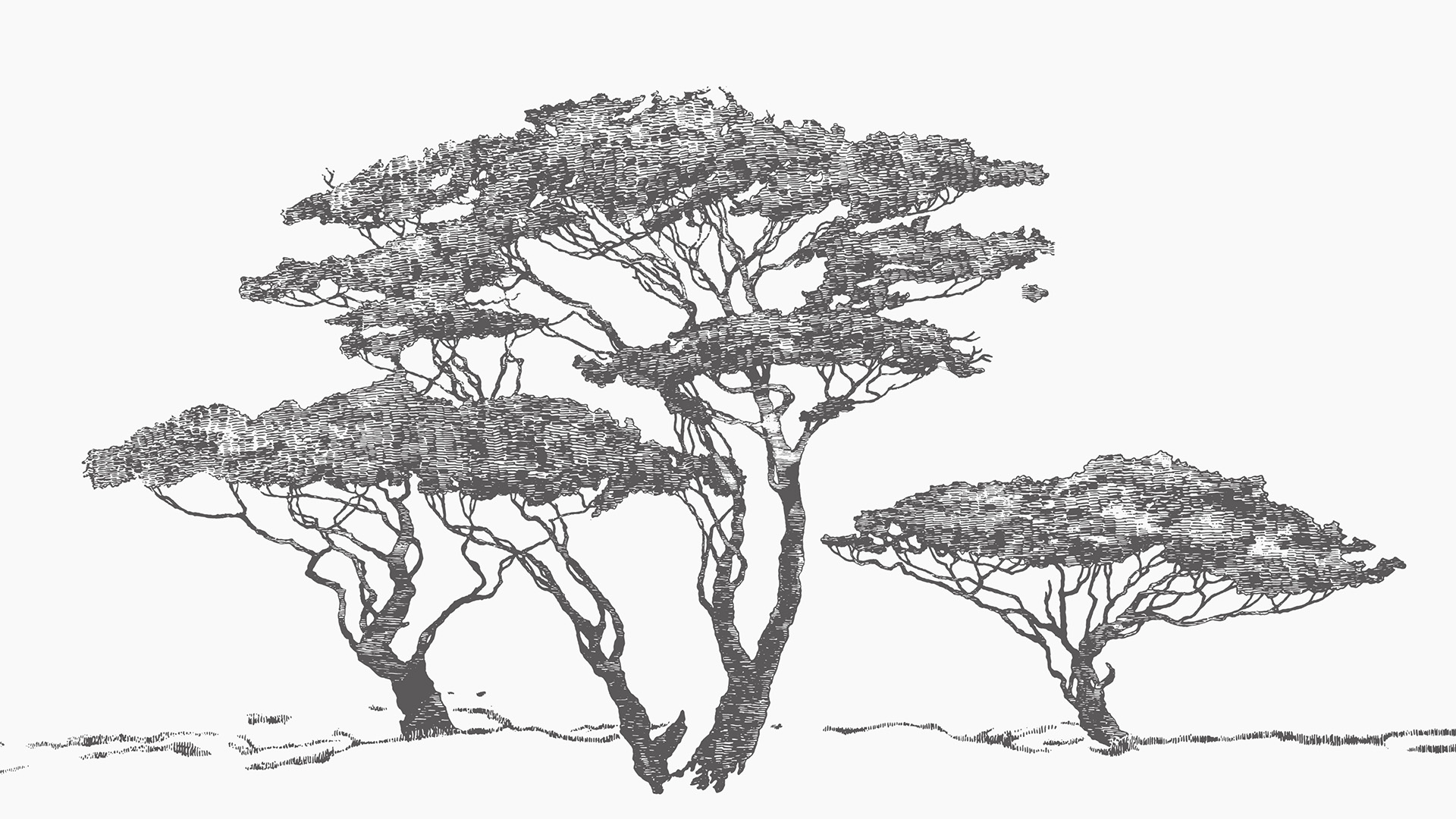 Safari trees 1920x1080
